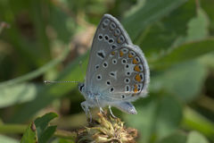 Polyommatus icarus