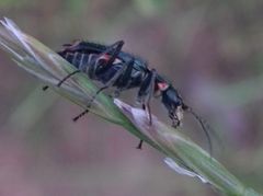 Clanoptilus geniculatus