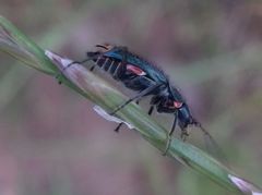 Clanoptilus geniculatus
