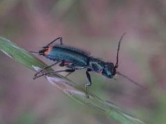 Clanoptilus geniculatus