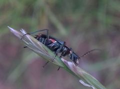 Clanoptilus geniculatus