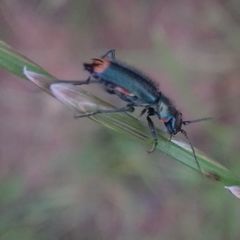 Clanoptilus geniculatus