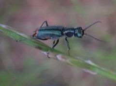 Clanoptilus geniculatus