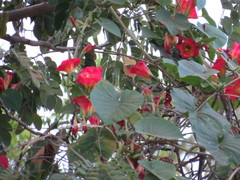 Ipomoeeae