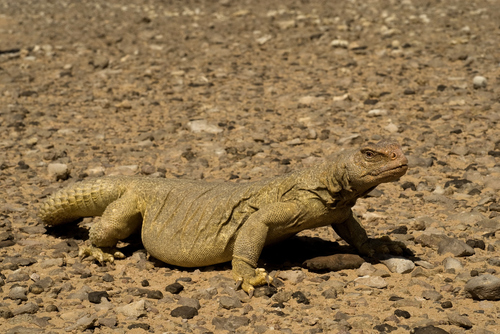 Egyptian Spiny–tailed Lizard