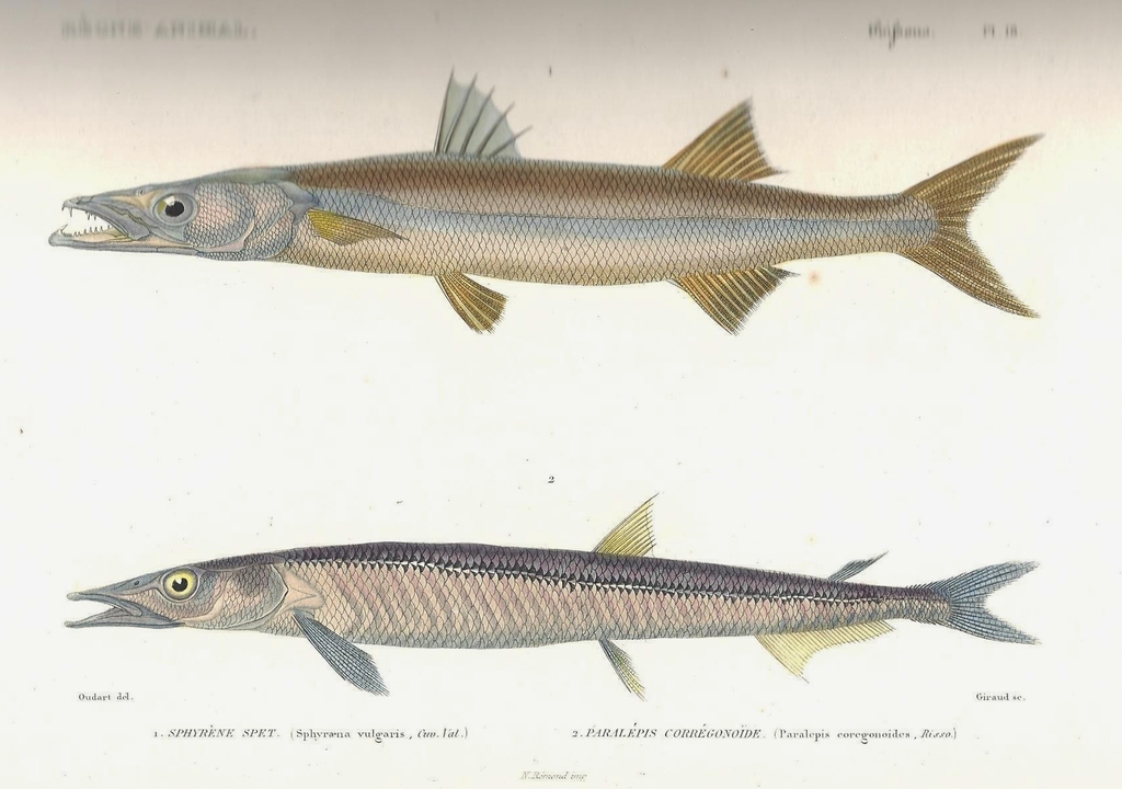 Barracudina