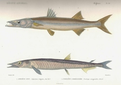 Barracudina photo 1