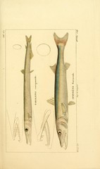 Barracudina photo 2
