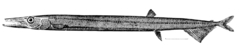 Barracudina photo 3