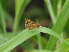 Ampittia dioscorides camertes