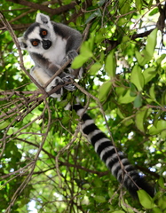 Lemur catta