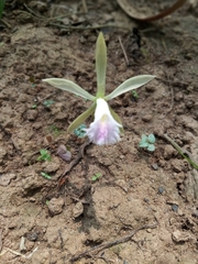 Nervilieae