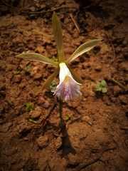 Nervilieae