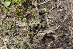 Lobelia perpusilla