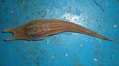 Armed Gurnard photo 3