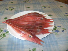Armed Gurnard photo 4