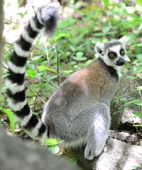 Lemur catta