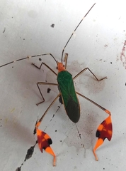 Anisoscelis foliaceus