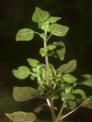 Parietaria debilis