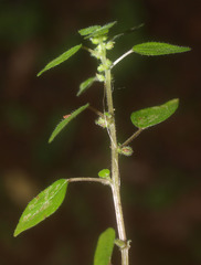 Parietaria debilis