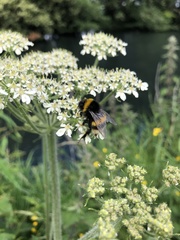 Bombus lucorum