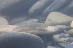 Rhinogobius candidianus
