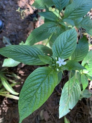 Pentas micrantha