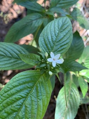 Pentas micrantha