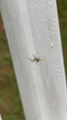 Mecynogea lemniscata