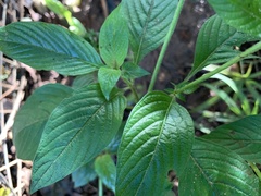 Pentas micrantha