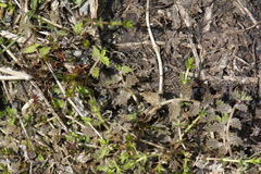 Lobelia perpusilla