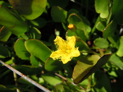 Menyanthaceae