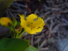 Menyanthaceae