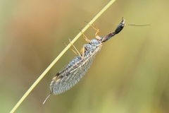 Dichrostigma flavipes