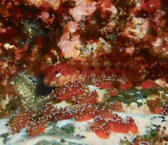 Parablennius ruber