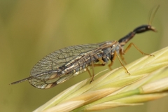 Dichrostigma flavipes