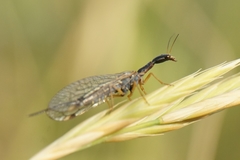 Dichrostigma flavipes