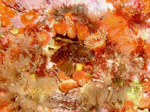 Mystery blenny (Parablennius incognitus) — Blenniidae — 5