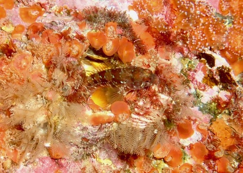 Horozbina balığı