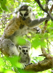 Lemur catta