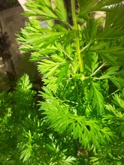 Daucus carota sativus