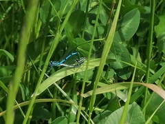 Enallagma cyathigerum