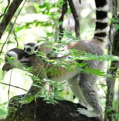 Lemur catta