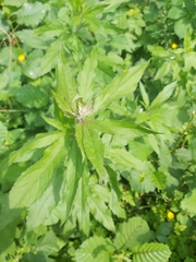 Eupatorium cannabinum