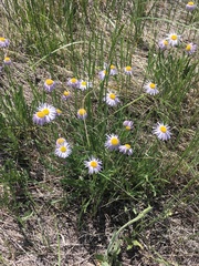 Erigeron vetensis