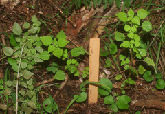 Parietaria debilis