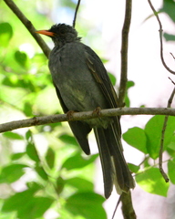Hypsipetes madagascariensis