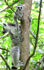 Lemur catta