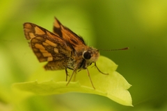 Taractrocera luzonensis
