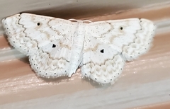 Idaea obfusaria